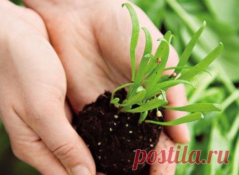 Посадка шпината