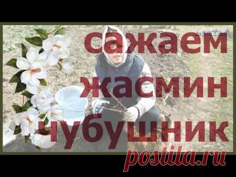 Жасмин чубушник как посадить выращивать чубушник выращивание уход посадка чубушника жасмина - YouTube