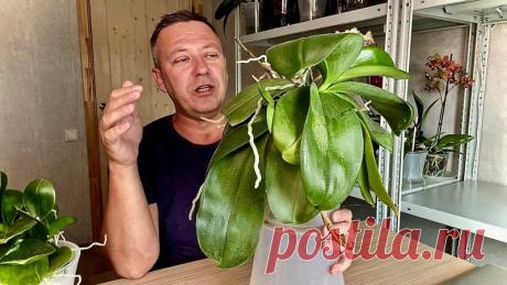 ЧТО БУДЕТ с ДВОЙНЫМИ детками ОРХИДЕЙ - РАЗДЕЛЯТЬ или НЕТ орхидеи
https://youtu.be/ZfnLMljYLcM