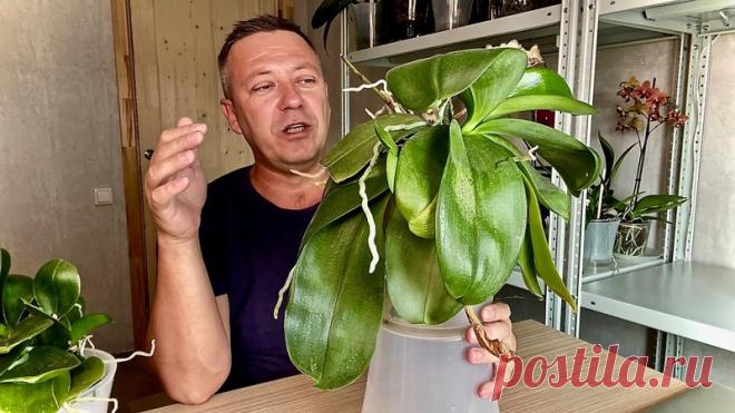 ЧТО БУДЕТ с ДВОЙНЫМИ детками ОРХИДЕЙ - РАЗДЕЛЯТЬ или НЕТ орхидеи
https://youtu.be/ZfnLMljYLcM