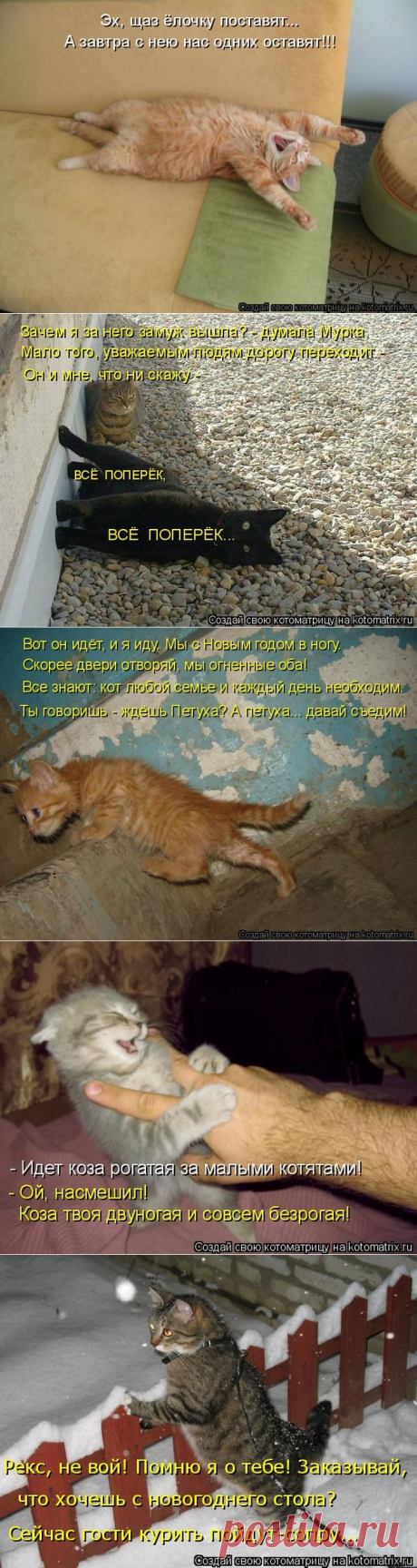 Самые смешные котоматрицы в этом году / Питомцы