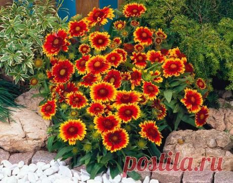 Неприхотливые растения - им нет равных по пышному, обильному и продолжительному цветению | Рекомендательная система Пульс Mail.ru