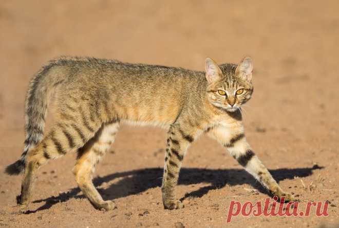 Best of Africa: Image