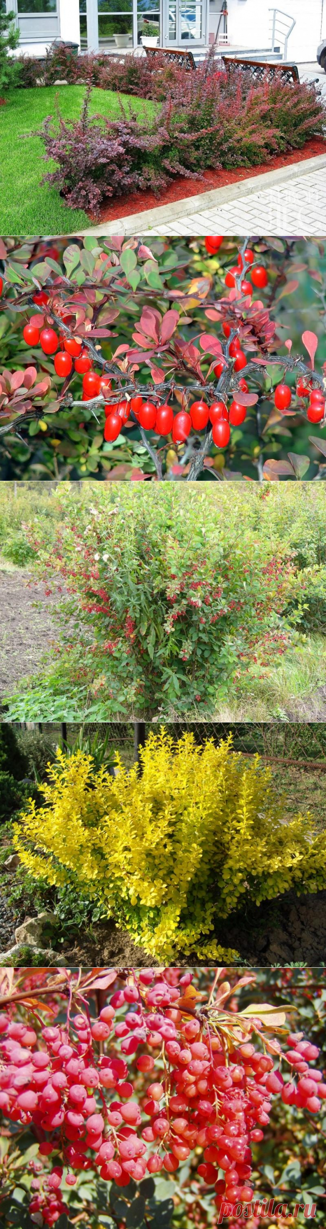 Барбарисы в ландшафтном дизайне. Украшаем сад
