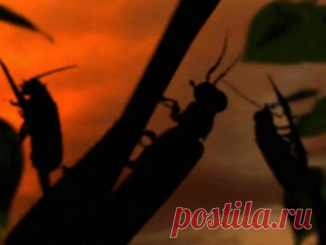 Струя смерти.
Рыбы-брызгуны способны поразить свою жертву пятиметровой струей воды.