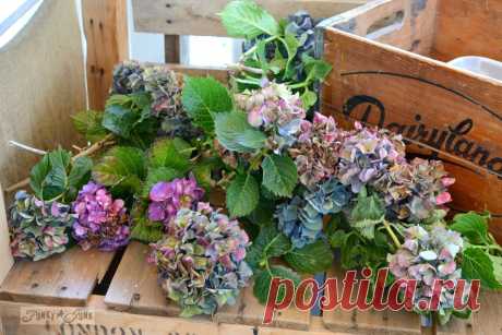 Мой секрет организации hydrangeasFunky нежелательной Interiors