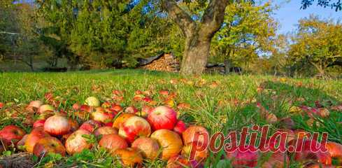 Опавшие яблоки – отличное удобрение. Тонкости и правила приготовления великолепной подкормки | У-Дачный канал советы от Арины | Яндекс Дзен