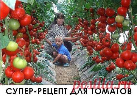 Супер рецепт для томатов. Очень эффективная подкормка! 
Рецепт очень прост.В трехлитровую банку заливаю 2,6-2,7 л воды без хлора (отстоянной), добавляю 100 г разведенных теплой водой дрожжей и 0,5 ст. сахара.Накрыв марлей, держу банку в тепле, время от вр…