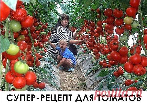 Супер рецепт для томатов. Очень эффективная подкормка! 
Рецепт очень прост.В трехлитровую банку заливаю 2,6-2,7 л воды без хлора (отстоянной), добавляю 100 г разведенных теплой водой дрожжей и 0,5 ст. сахара.Накрыв марлей, держу банку в тепле, время от вр…