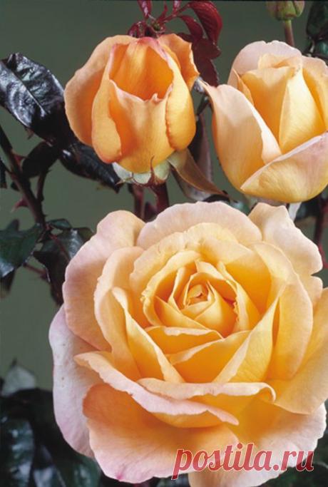 scented memory | roses