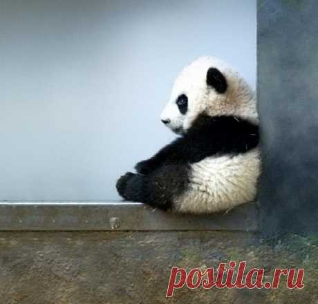 (+1) тема - 30 фактов о животных, которые поднимут вам настроение | Полезные советы