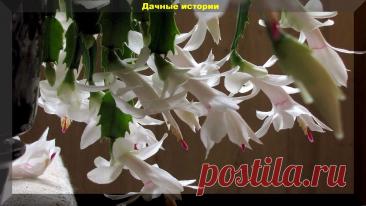Декабрист в вопросах и ответах: самое важное об уходе, подкормках и размножении декабриста | Дачные истории | Дзен