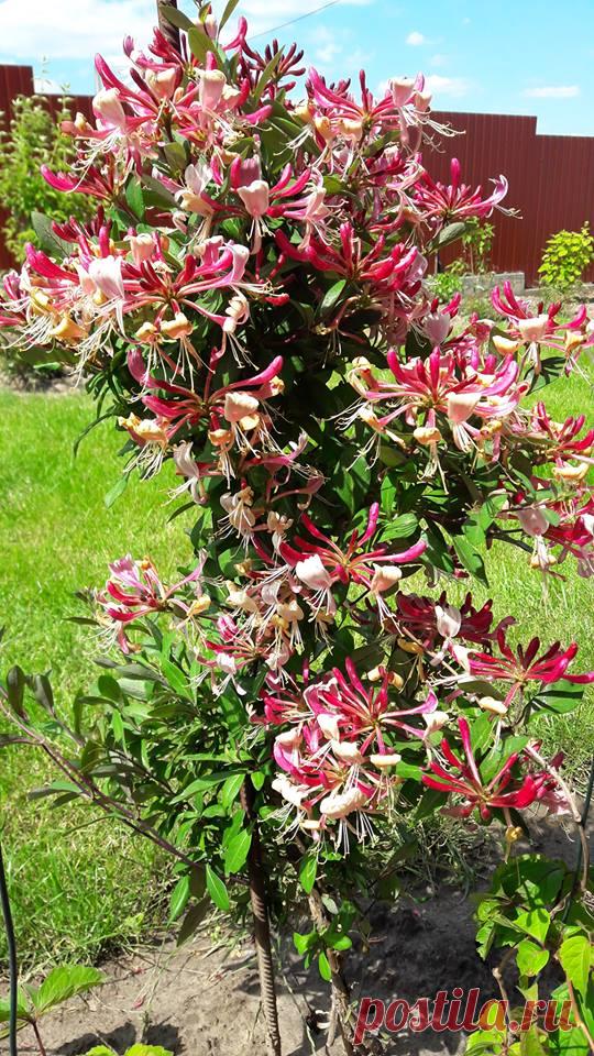 Жимолость каприфоль арка. Клематис каприфоль. Жимолость каприфоль дерево. Жимолость вьющаяся каприфоль. Каприфоль осенью подготовка к зиме.