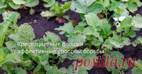 Крестоцветные блошки — эффективные способы борьбы Крестоцветные, или капустные блошки относятся к семейству жуков-листоедов. Какой вред огородным растениям приносят крестоцветные блошки и как с ними бороться, расскажу в своей статье.