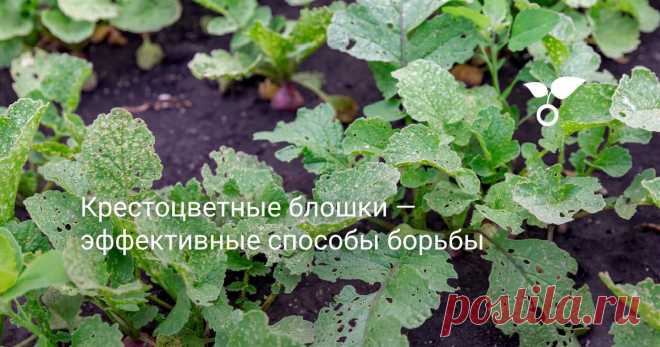 Крестоцветные блошки — эффективные способы борьбы Крестоцветные, или капустные блошки относятся к семейству жуков-листоедов. Какой вред огородным растениям приносят крестоцветные блошки и как с ними бороться, расскажу в своей статье.