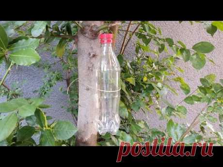 Ata una botella a un árbol y me lo agradecerás durante 30 años.