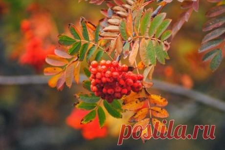 А мне нравится осень. – КРАСИВЫЕ КАРТИНКИ. ВИДЕО. МИР, В КОТОРОМ МЫ ЖИВЕМ! , пользователь Тумбина Марина | Группы Мой Мир