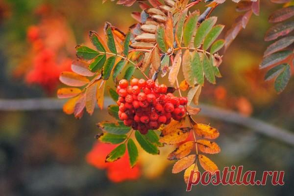 Я желаю вам тёплой осени! – КРАСИВЫЕ КАРТИНКИ. ВИДЕО. МИР, В КОТОРОМ МЫ ЖИВЕМ! , пользователь Тумбина Марина | Группы Мой Мир