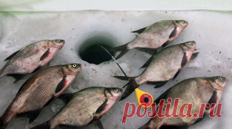 Лещ на Рузе | Рыбалка | Яндекс Дзен