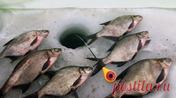 Лещ на Рузе | Рыбалка | Яндекс Дзен