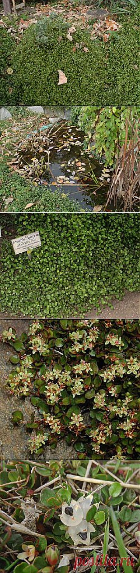 Мюленбекия на даче и в доме.В течение всего года у меня на даче с невысоких подпорных стенок ниспадает зеленый каскад ажурной зелени мюленбекии. Она выдерживает понижение температуры до -5°С. Хорошо растет на свету и в полутенистых местах. Влаголюбива. Размножают делением растения, черенками, семенами в феврале-марте при температуре 16-18°С. Устойчива к болезням и вредителям.