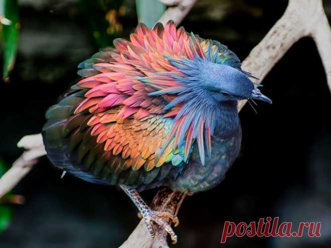 Голубь с гривой