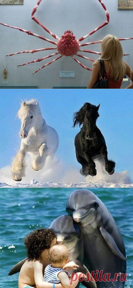 (+1) тема - Смотри и удивляйся! | УДИВИТЕЛЬНОЕ