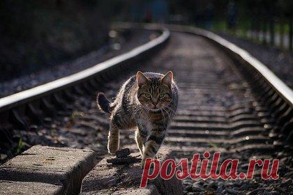 В РЖД отреагировали на случай с выброшенным проводницей котом пассажира. Железнодорожники ведут поиски выброшенного кота одного из пассажиров из вагона на остановке в Кирове. Об этом в разговоре с «Лентой.ру» сообщила пресс-служба ОАО «РЖД». Ранее стало известно, что проводница поезда, следовавшего из Екатеринбурга в Санкт-Петербург, выбросила кота одного из пассажиров из вагона.