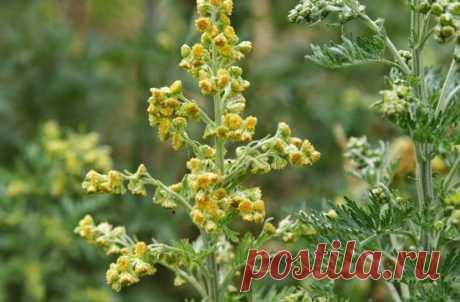 За 16 часов это растение способно истребить до 98 % раковых клеток! » Женский сайт InfoWoman.com.ua. Полезные советы для женщин