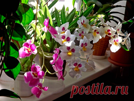 Комнатное растение Милтония (Miltonia). Милтонии - непростые для выращивания в комнатных условиях орхидеи. Они чувствительны к незначительным колебаниям температуры, и поэтому выращивать их рекомендуется только в &quot;тропических окнах&quot; с контролируемым температурным режимом. Цветение обычно происходит дважды в год - в начале лета и осенью. Диаметр цветков может достигать 10 см. Среди множества разновидностей милтоний наиболее популярны формы с белыми цветками.