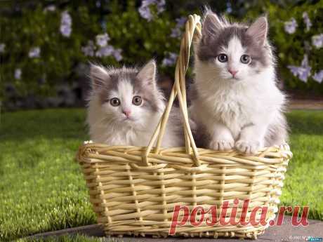 Коты.