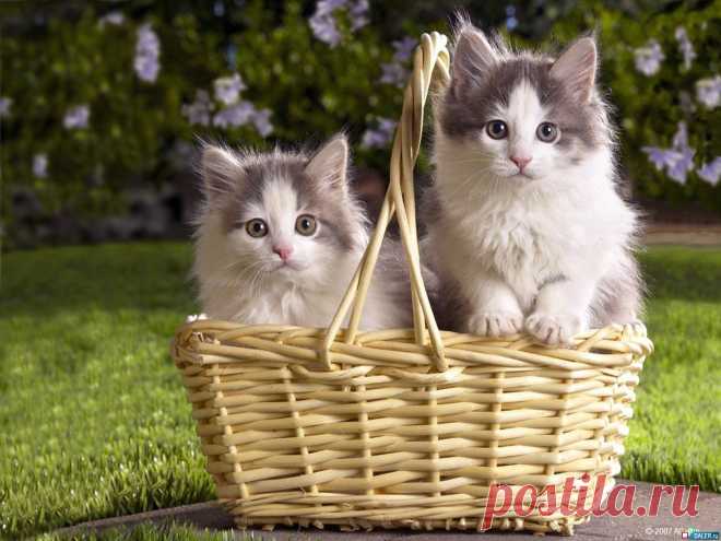 Коты.