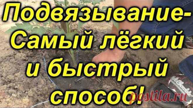 Самый классный (!!!!!) способ подвязывания растений в теплице!