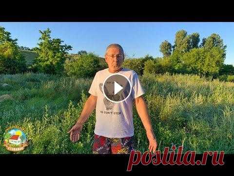 #426 МЫ В ШОКЕ!!! Что стало с огородом, пока нас не было Для заказа ароматов и автопарфюма: (Россия, Казахстан, Беларусь) https://aromaantoe.pdparis.ru/ Приветствуем всех на нашем канале! Это видео мы снимал...