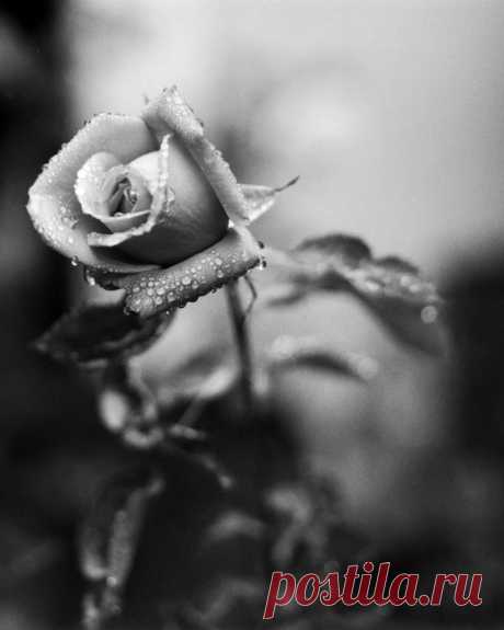 ✿Floralls✿: Photo Flowers and everything Floral