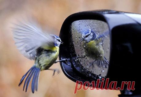 Поймать нужный момент! 45 «случайных» фотографий;)) — Фотоискусство