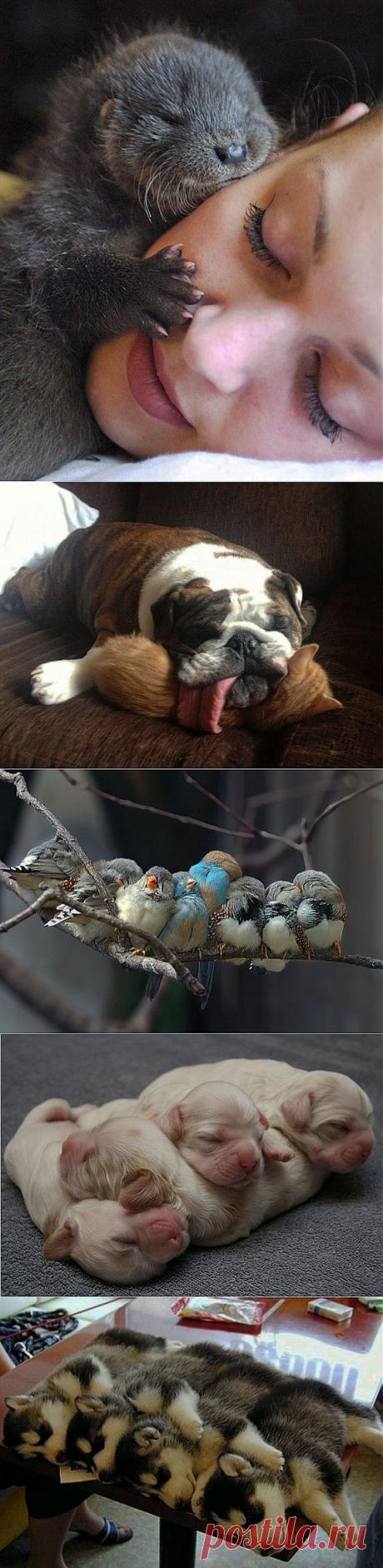 (+1) тема - Спят усталые зверушки | ПРИКОЛЫ