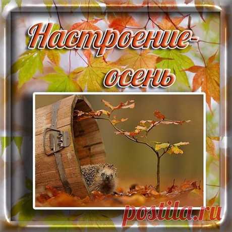 Пусть улыбнется эта осень ярко,
В твоем сердечке мир царит и лад!
Пускай осенним для тебя подарком
Придет любви счастливой водопад!