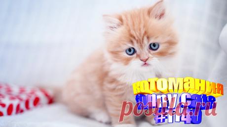 Любите смотреть смешные видео про кошек? Тогда мы уверены, Вам понравится наше видео 😍. Также на котомании Вас ждут: видео кот,видео кота,видео коте,видео котов,видео кошек,видео кошка,видео кошки,видео о котах, видео о смешных кошках, видео с кошками, для котов, котов, кошка видео, прикол, приколы котов, прикольные кошки, ролики про котов, самые смешные кошки, смешное про кошек, смешные котики