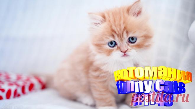 Любите смотреть смешные видео про кошек? Тогда мы уверены, Вам понравится наше видео 😍. Также на котомании Вас ждут: видео кот,видео кота,видео коте,видео котов,видео кошек,видео кошка,видео кошки,видео о котах, видео о смешных кошках, видео с кошками, для котов, котов, кошка видео, прикол, приколы котов, прикольные кошки, ролики про котов, самые смешные кошки, смешное про кошек, смешные котики