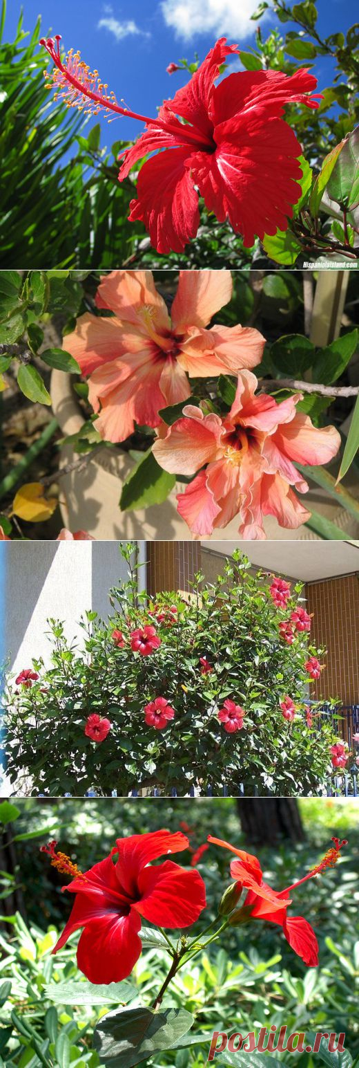 Гибискус — рубин вашего дома | РОЗЫ