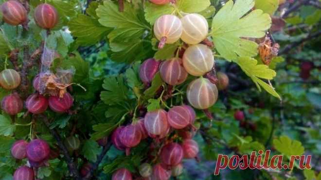РАЗМНОЖАЕМ КРЫЖОВНИК ПО-НОВОМУ 