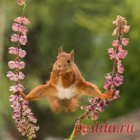 Самое смешное с конкурса Comedy Wildlife Photography Awards 2018