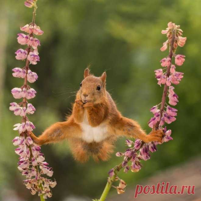 Самое смешное с конкурса Comedy Wildlife Photography Awards 2018