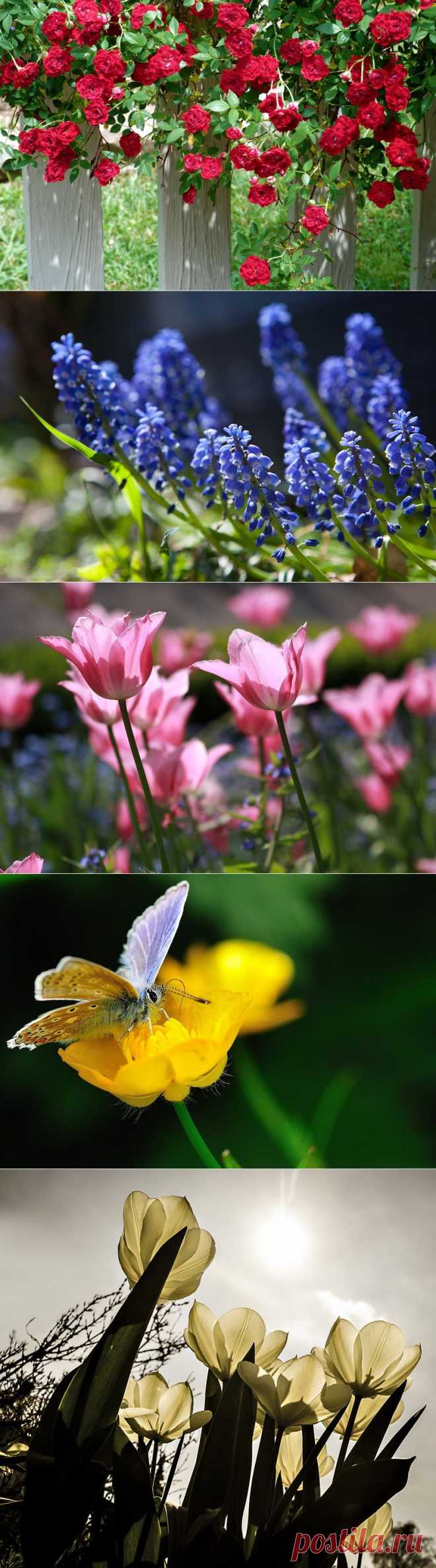 НАША ЦВЕТОЧНАЯ ПЛАНЕТА-3