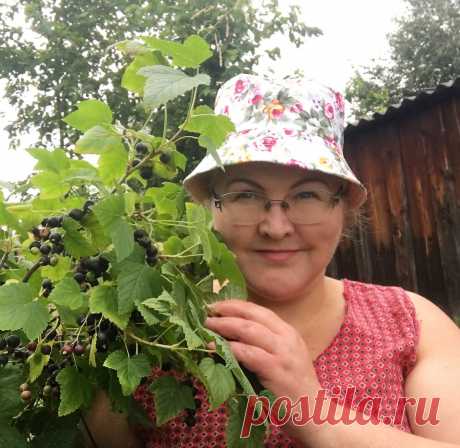 А я делаю так. Подкормка для смородины, чтобы снимать по ведру ягод с куста | Сибирский сад | Яндекс Дзен