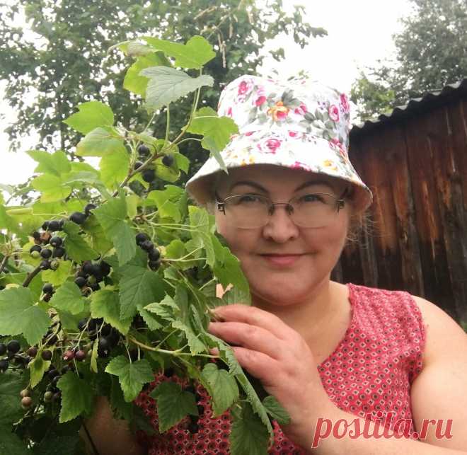 А я делаю так. Подкормка для смородины, чтобы снимать по ведру ягод с куста | Сибирский сад | Яндекс Дзен