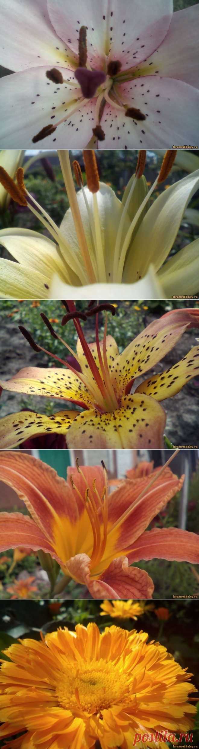 Солнечного лета буйство красок :: forumroditeley.ru - форум родителей и о детях