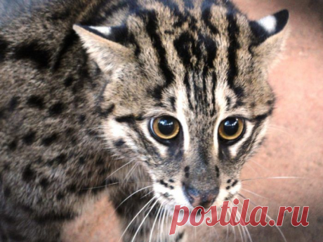 Кошка-Рыболов или Виверровый кот: 25+ фото Крапчатой, цена