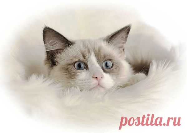Ragdoll Cute Cats | Cute Cats